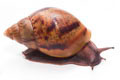 Achatina achatina achatina Ghana typ 2 F1 semiadult